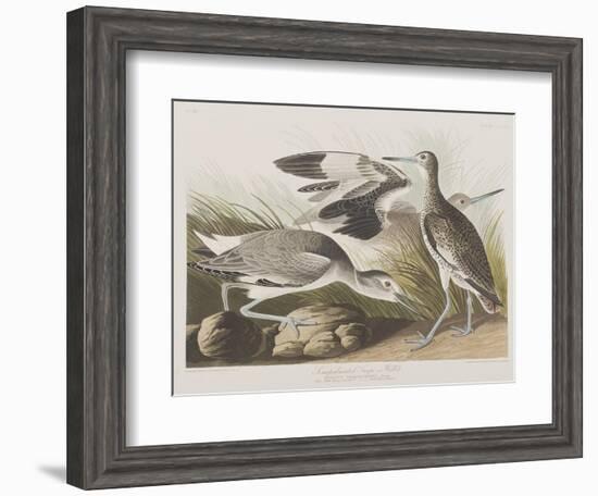 Illustration from 'Birds of America', 1827-38-John James Audubon-Framed Giclee Print