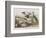 Illustration from 'Birds of America', 1827-38-John James Audubon-Framed Giclee Print