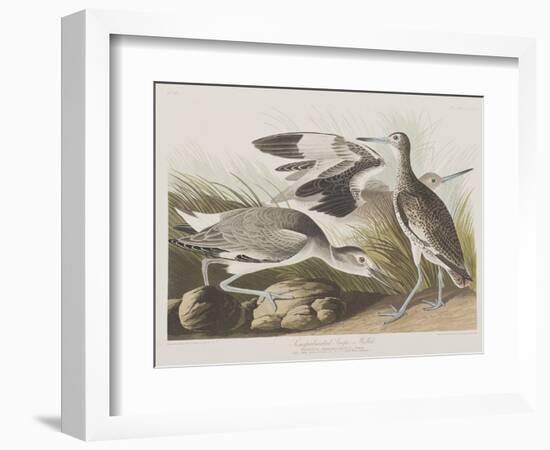 Illustration from 'Birds of America', 1827-38-John James Audubon-Framed Giclee Print