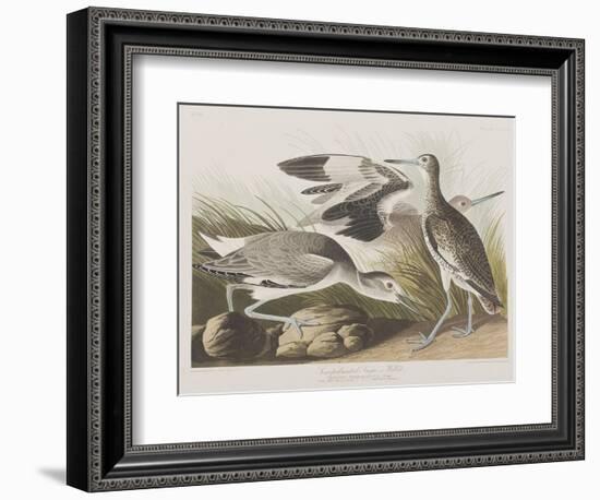 Illustration from 'Birds of America', 1827-38-John James Audubon-Framed Giclee Print