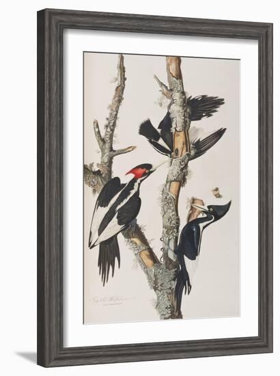 Illustration from 'Birds of America', 1827-38-John James Audubon-Framed Giclee Print