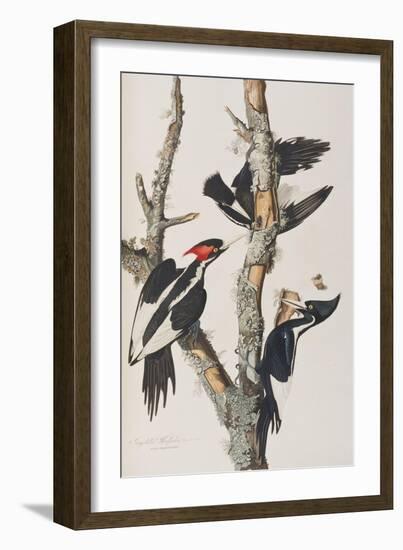 Illustration from 'Birds of America', 1827-38-John James Audubon-Framed Giclee Print