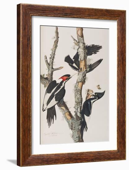 Illustration from 'Birds of America', 1827-38-John James Audubon-Framed Giclee Print