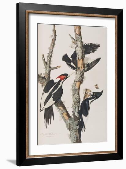 Illustration from 'Birds of America', 1827-38-John James Audubon-Framed Giclee Print