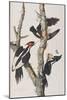 Illustration from 'Birds of America', 1827-38-John James Audubon-Mounted Giclee Print