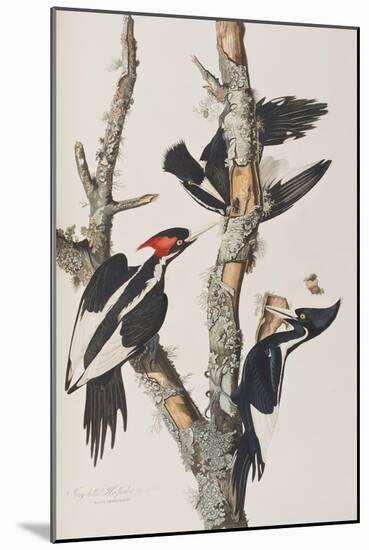 Illustration from 'Birds of America', 1827-38-John James Audubon-Mounted Giclee Print