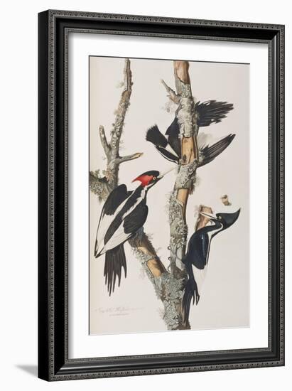 Illustration from 'Birds of America', 1827-38-John James Audubon-Framed Giclee Print