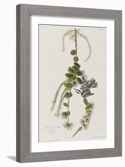 Illustration from 'Birds of America', 1827-38-John James Audubon-Framed Giclee Print