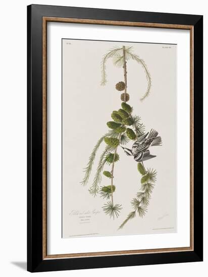 Illustration from 'Birds of America', 1827-38-John James Audubon-Framed Giclee Print