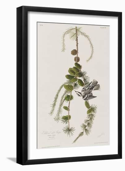 Illustration from 'Birds of America', 1827-38-John James Audubon-Framed Giclee Print