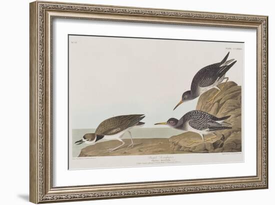 Illustration from 'Birds of America', 1827-38-John James Audubon-Framed Giclee Print