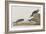 Illustration from 'Birds of America', 1827-38-John James Audubon-Framed Giclee Print