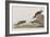 Illustration from 'Birds of America', 1827-38-John James Audubon-Framed Giclee Print