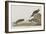 Illustration from 'Birds of America', 1827-38-John James Audubon-Framed Giclee Print