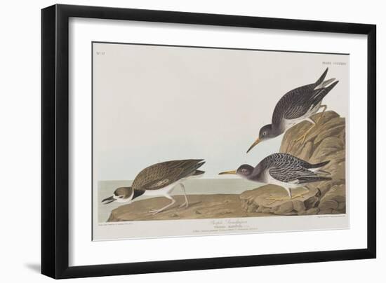 Illustration from 'Birds of America', 1827-38-John James Audubon-Framed Giclee Print