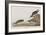 Illustration from 'Birds of America', 1827-38-John James Audubon-Framed Giclee Print