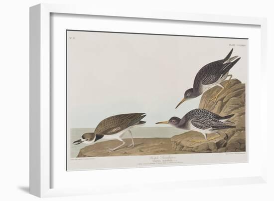 Illustration from 'Birds of America', 1827-38-John James Audubon-Framed Giclee Print