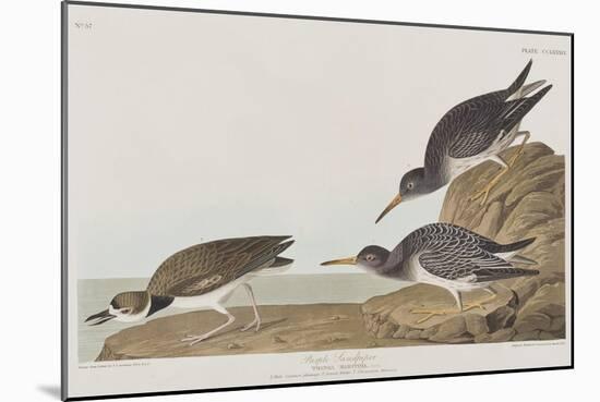 Illustration from 'Birds of America', 1827-38-John James Audubon-Mounted Giclee Print