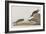 Illustration from 'Birds of America', 1827-38-John James Audubon-Framed Giclee Print