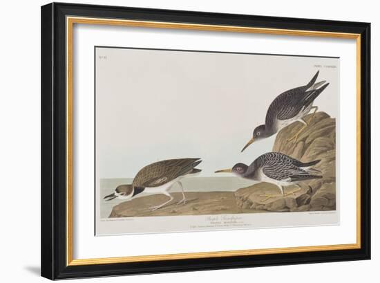 Illustration from 'Birds of America', 1827-38-John James Audubon-Framed Giclee Print