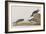 Illustration from 'Birds of America', 1827-38-John James Audubon-Framed Giclee Print