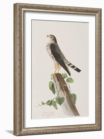 Illustration from 'Birds of America', 1827-38-John James Audubon-Framed Giclee Print