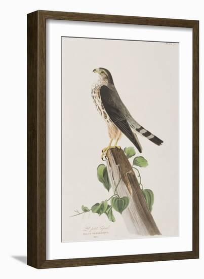 Illustration from 'Birds of America', 1827-38-John James Audubon-Framed Giclee Print