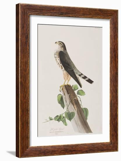 Illustration from 'Birds of America', 1827-38-John James Audubon-Framed Giclee Print