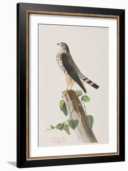 Illustration from 'Birds of America', 1827-38-John James Audubon-Framed Giclee Print