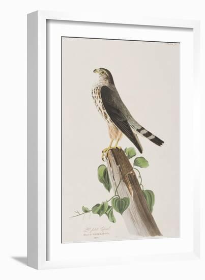 Illustration from 'Birds of America', 1827-38-John James Audubon-Framed Giclee Print