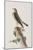 Illustration from 'Birds of America', 1827-38-John James Audubon-Mounted Giclee Print