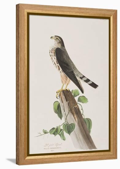 Illustration from 'Birds of America', 1827-38-John James Audubon-Framed Premier Image Canvas