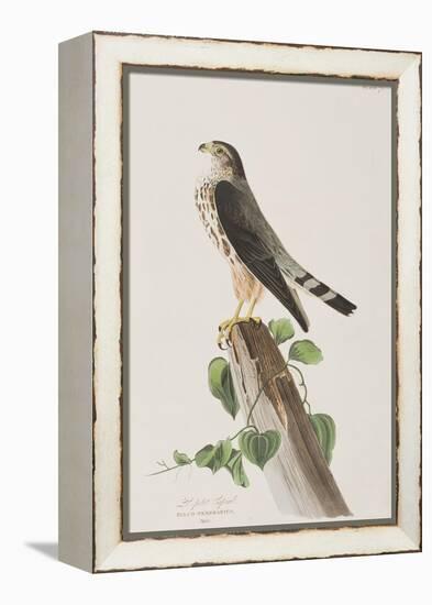 Illustration from 'Birds of America', 1827-38-John James Audubon-Framed Premier Image Canvas