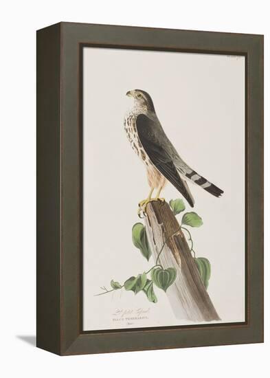 Illustration from 'Birds of America', 1827-38-John James Audubon-Framed Premier Image Canvas