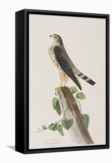 Illustration from 'Birds of America', 1827-38-John James Audubon-Framed Premier Image Canvas