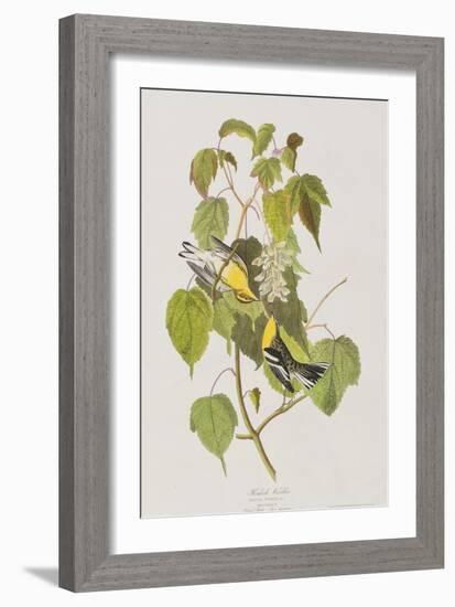 Illustration from 'Birds of America', 1827-38-John James Audubon-Framed Giclee Print