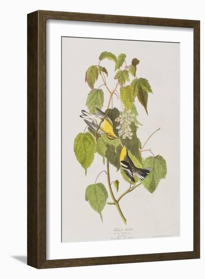 Illustration from 'Birds of America', 1827-38-John James Audubon-Framed Giclee Print