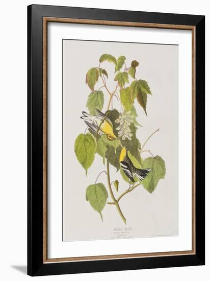 Illustration from 'Birds of America', 1827-38-John James Audubon-Framed Giclee Print