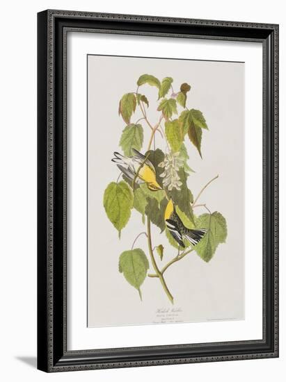 Illustration from 'Birds of America', 1827-38-John James Audubon-Framed Giclee Print