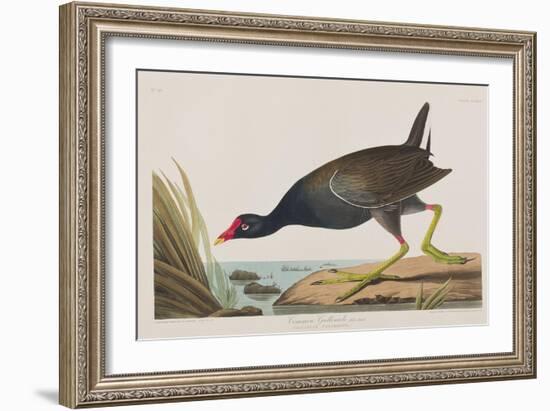 Illustration from 'Birds of America', 1827-38-John James Audubon-Framed Giclee Print