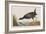 Illustration from 'Birds of America', 1827-38-John James Audubon-Framed Giclee Print