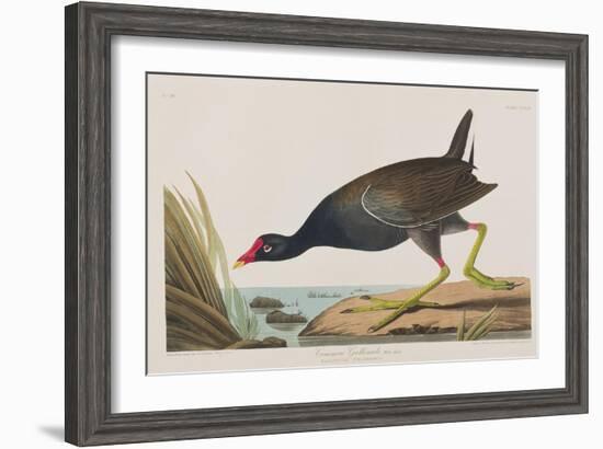 Illustration from 'Birds of America', 1827-38-John James Audubon-Framed Giclee Print