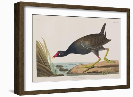 Illustration from 'Birds of America', 1827-38-John James Audubon-Framed Giclee Print