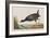 Illustration from 'Birds of America', 1827-38-John James Audubon-Framed Giclee Print