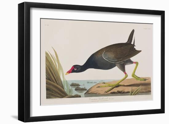 Illustration from 'Birds of America', 1827-38-John James Audubon-Framed Giclee Print