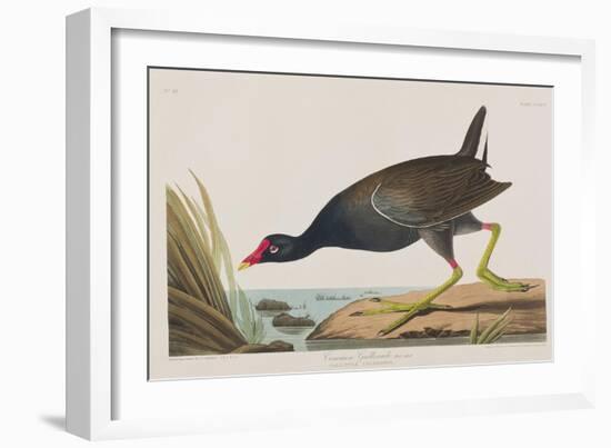 Illustration from 'Birds of America', 1827-38-John James Audubon-Framed Giclee Print