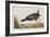 Illustration from 'Birds of America', 1827-38-John James Audubon-Framed Giclee Print