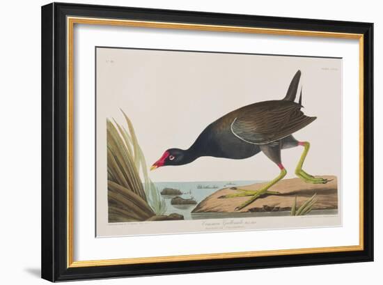 Illustration from 'Birds of America', 1827-38-John James Audubon-Framed Giclee Print