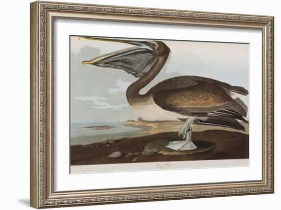 Illustration from 'Birds of America', 1827-38-John James Audubon-Framed Giclee Print