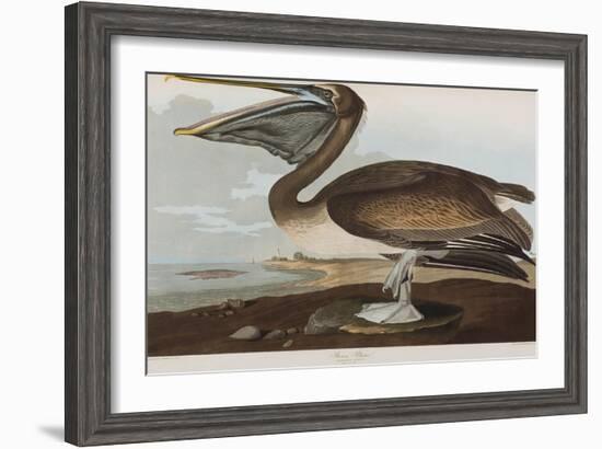 Illustration from 'Birds of America', 1827-38-John James Audubon-Framed Giclee Print